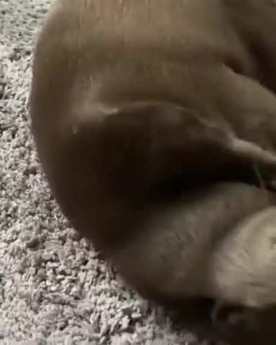 you otter like this