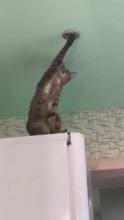Wait cats can scream?