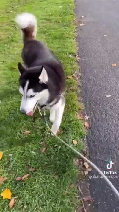 When you have not one, but two stubborn huskies