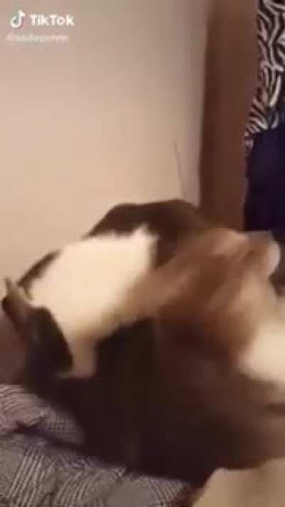 Halp!