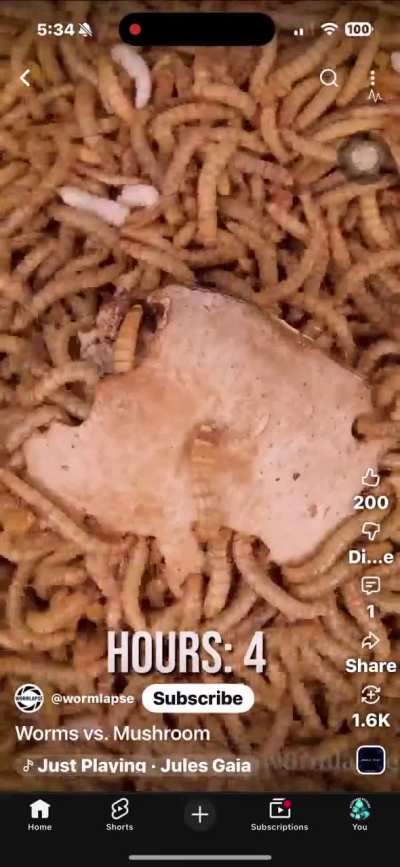 This is disgusting little fun fact. Did you know that the FDA allows 20 maggot per 100 grams of canned drained mushroom to pass food safety regulations? We consume about 1 to 2 lbs of maggots, insects, fly eggs, nematodes etc., each year, unknowingly.