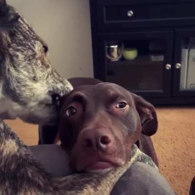 True love