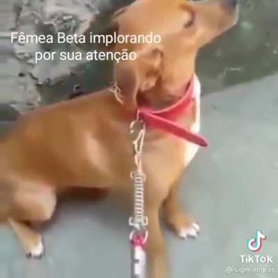 🐺🐕