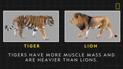 Tigers are icons of beauty, power, and the importance of conservation. Here are some surprising facts you may not know about them.