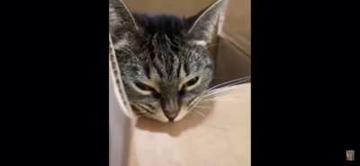 hitman cat practices biting on cardboard box