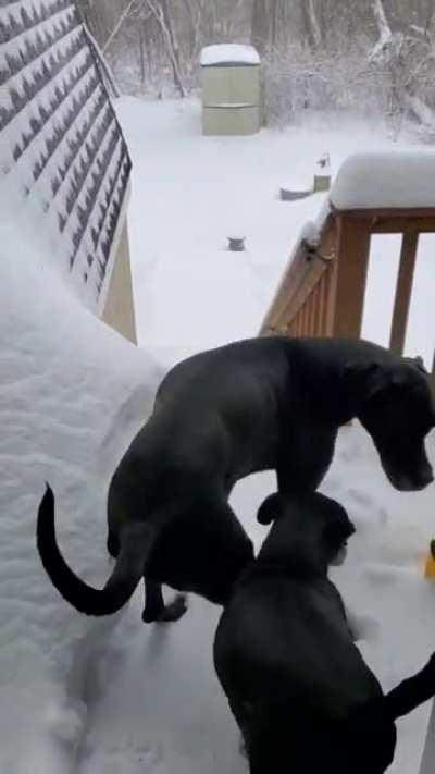 After seeing all of these dogs playing in the snow, my mom sends me this. I present Buck and Rocky, our pet chickens.
