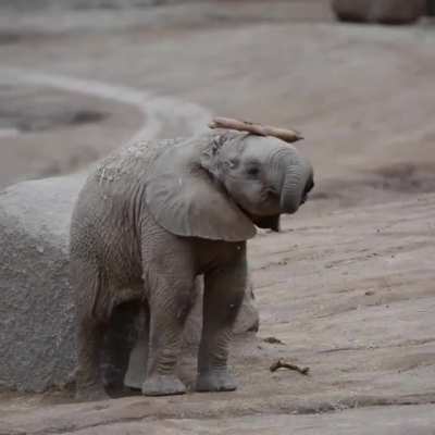 Baby elephant shows off his balancing skills
