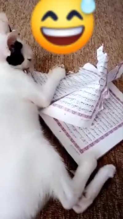 A KAFIR CAT AT IT AGAIN , ENJOYING HIS NEW TOY😄😄😃