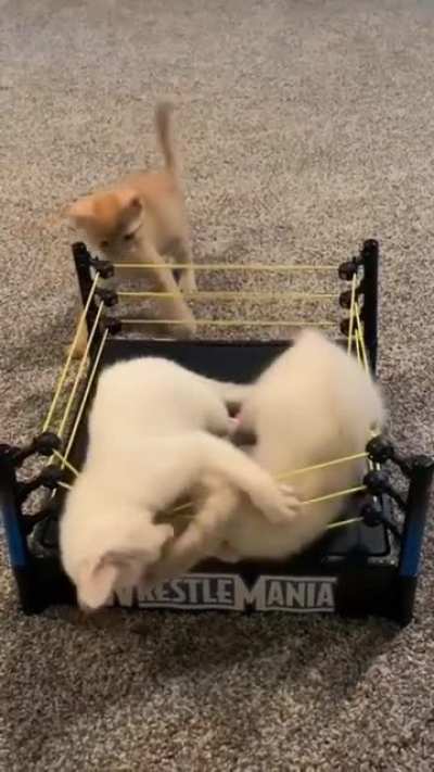 Illegally smol criminals own version of WWE match