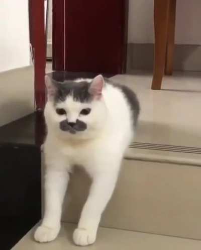 just a Mexican cat
