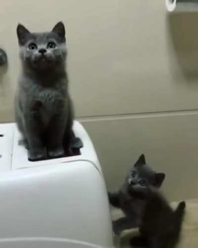Cat.exe has experienced a looping error