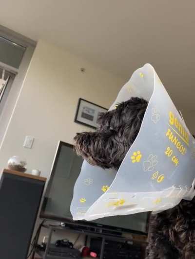 Vibrato dog 🔈[OC]