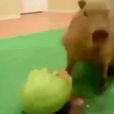 Capivara se alimentado 😋