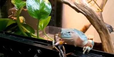 To devour its food