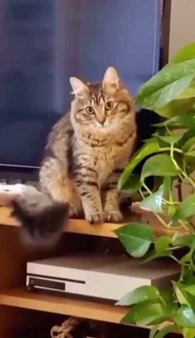 100% Knows She&rsquo;s Not Allowed To Touch The Plants