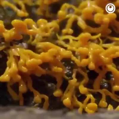 Blooming fungi