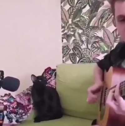 Kitty Cat Blues