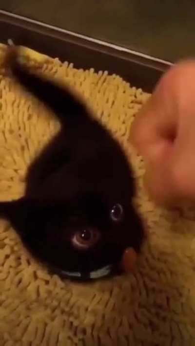 Smol