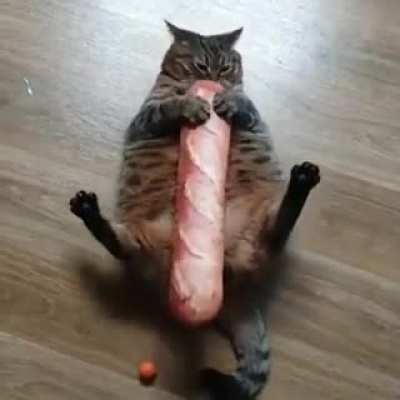 Cat with bread