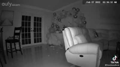 Cat flees in terror as it creates a mess