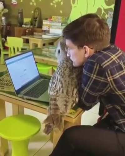 Office Owl