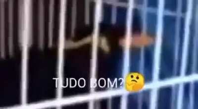 O Bunitao