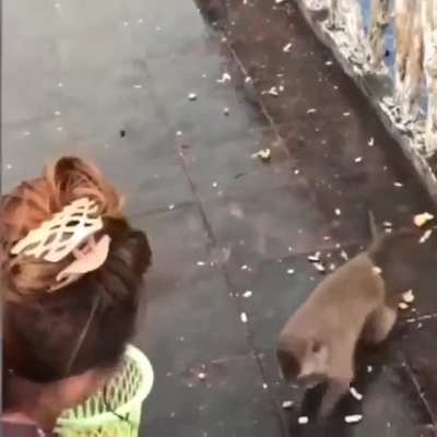 Little monkey performs a swift getaway