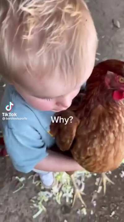 why are chickens so funny?