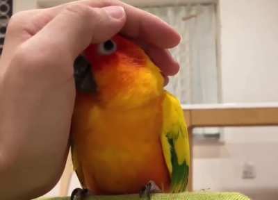 Attack! Wait.. I sorry fren