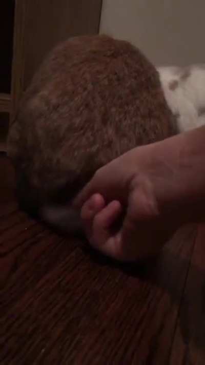 Mind blown! Bunny tails aren’t fluffy balls!