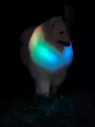 Who let the RGB dog out?