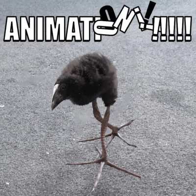 ANIMATION!!!!!