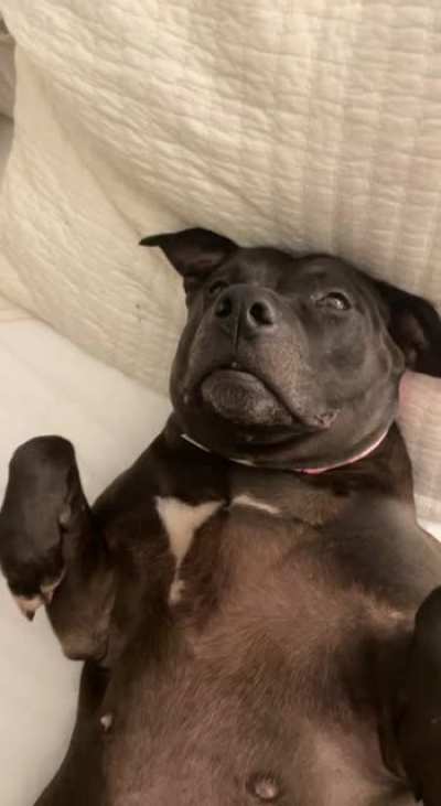 My dog looks like she&rsquo;s been stuffed