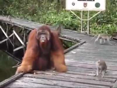 Stealing banana from Orangutan's mouth