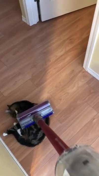 Hopper is my 3 legged rescue. He was thrown out a vehicle window on the highway and not only had to have a leg amputated but he has significant brain damage from the bonk. Happiest boy you&rsquo;ll ever meet and LOVES to be vacuumed