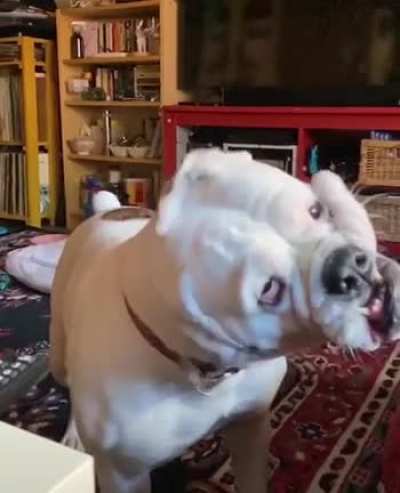 These jowls are made for shakin