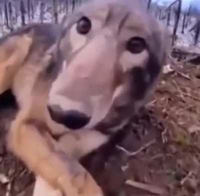 beeboop