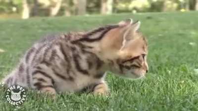 I got to cat sit for Michael Bay... his cat is LIT