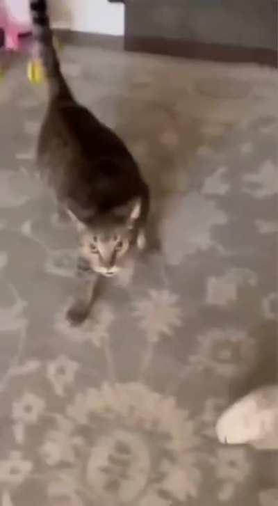 Do you pet another cat Hooman?!