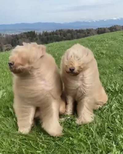 Bad hair day