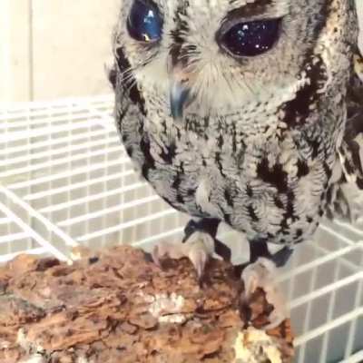 This is zeus. The rescued blind owl with stars in his eyes