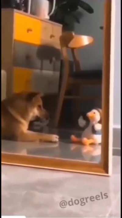 Duck 1 : Shiba 0