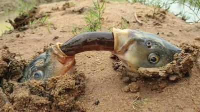 Two fish, one eel