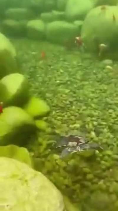 Turttle equivalent mansion