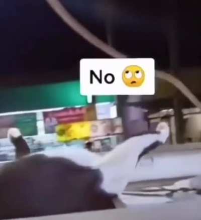 Must be a german cat?
