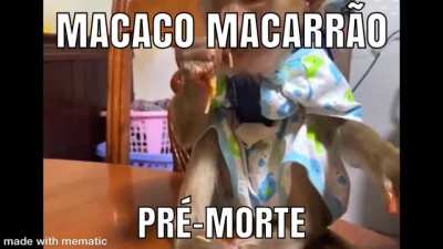MacACOOOOO MACARR&Atilde;O 😫😫😫😫😫😱😱😱🍝🍝🍝🙈🙈