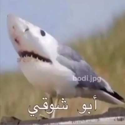 Abu Shougie