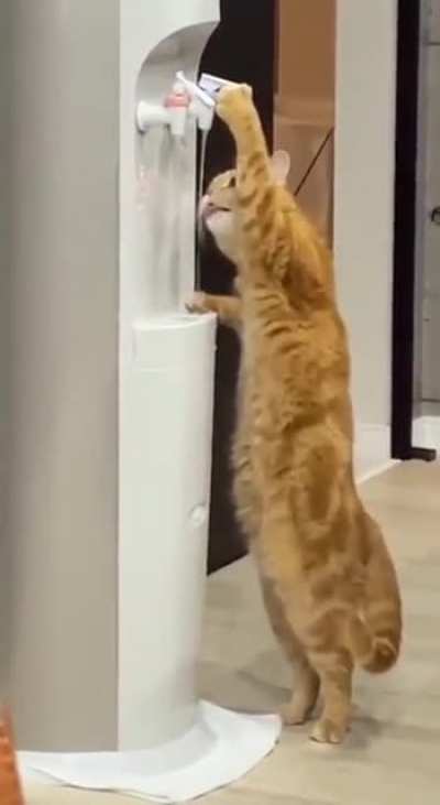 Skillful Cat