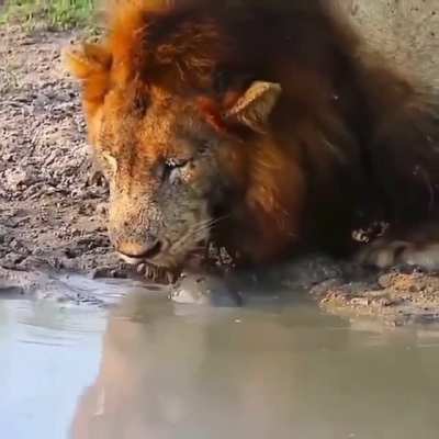 🔥 Lion versus water Tortoise