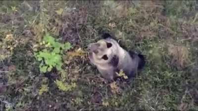 During a drone search, owners found their missing husky walking alongside a family of bears!!